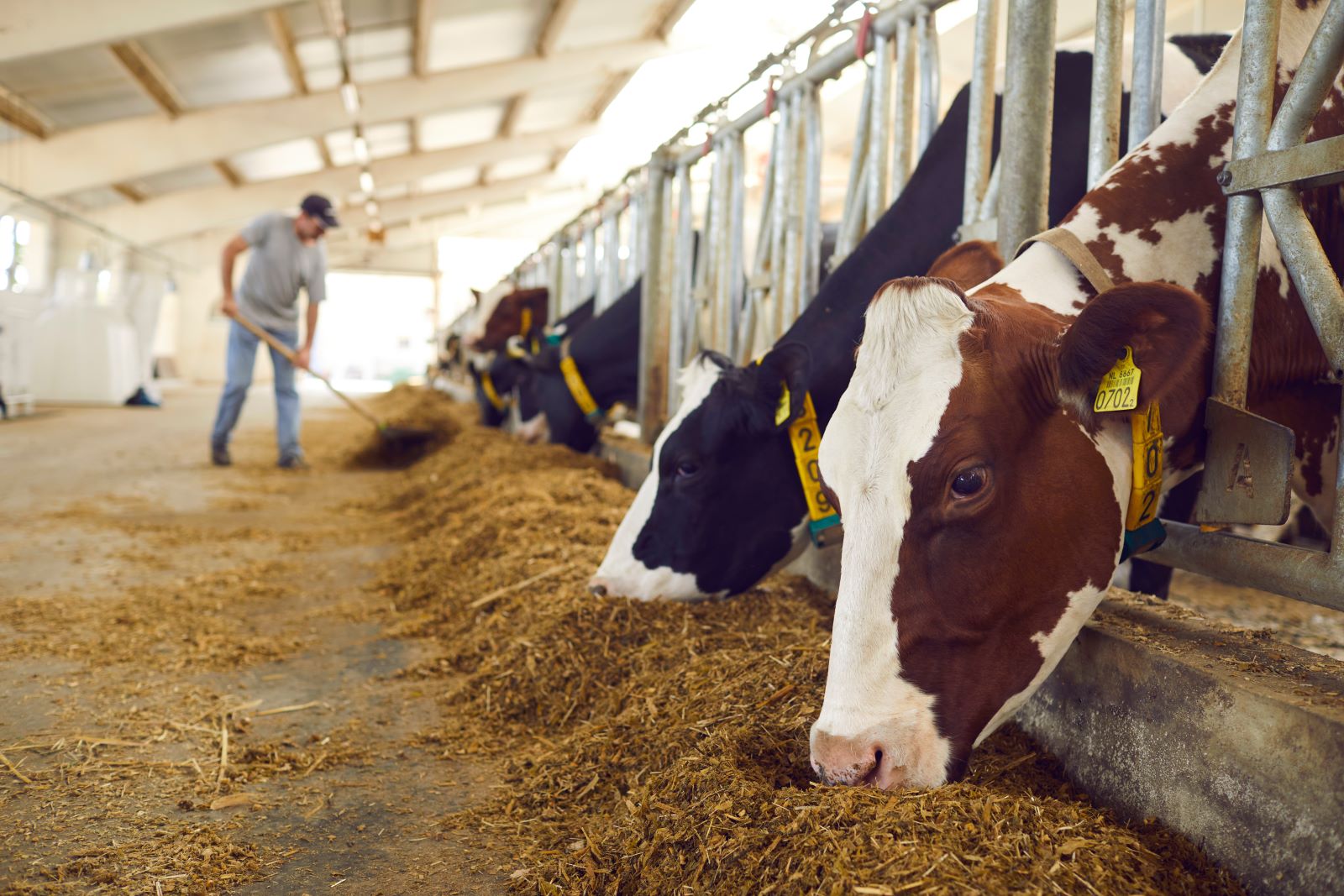 Dairy Farmers Plead For Government Intervention To Alleviate Labour