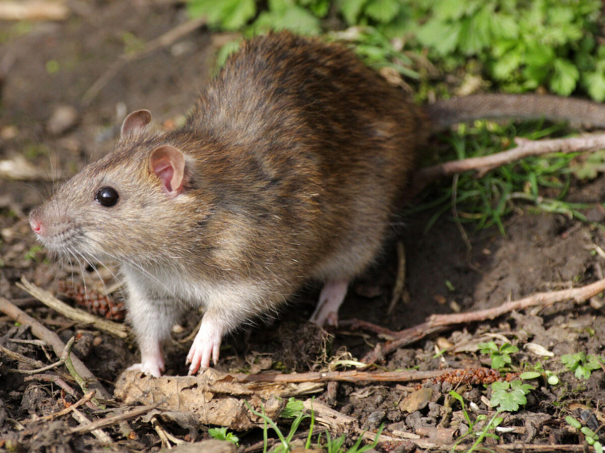 Controlling Rats and Mice around the Farm