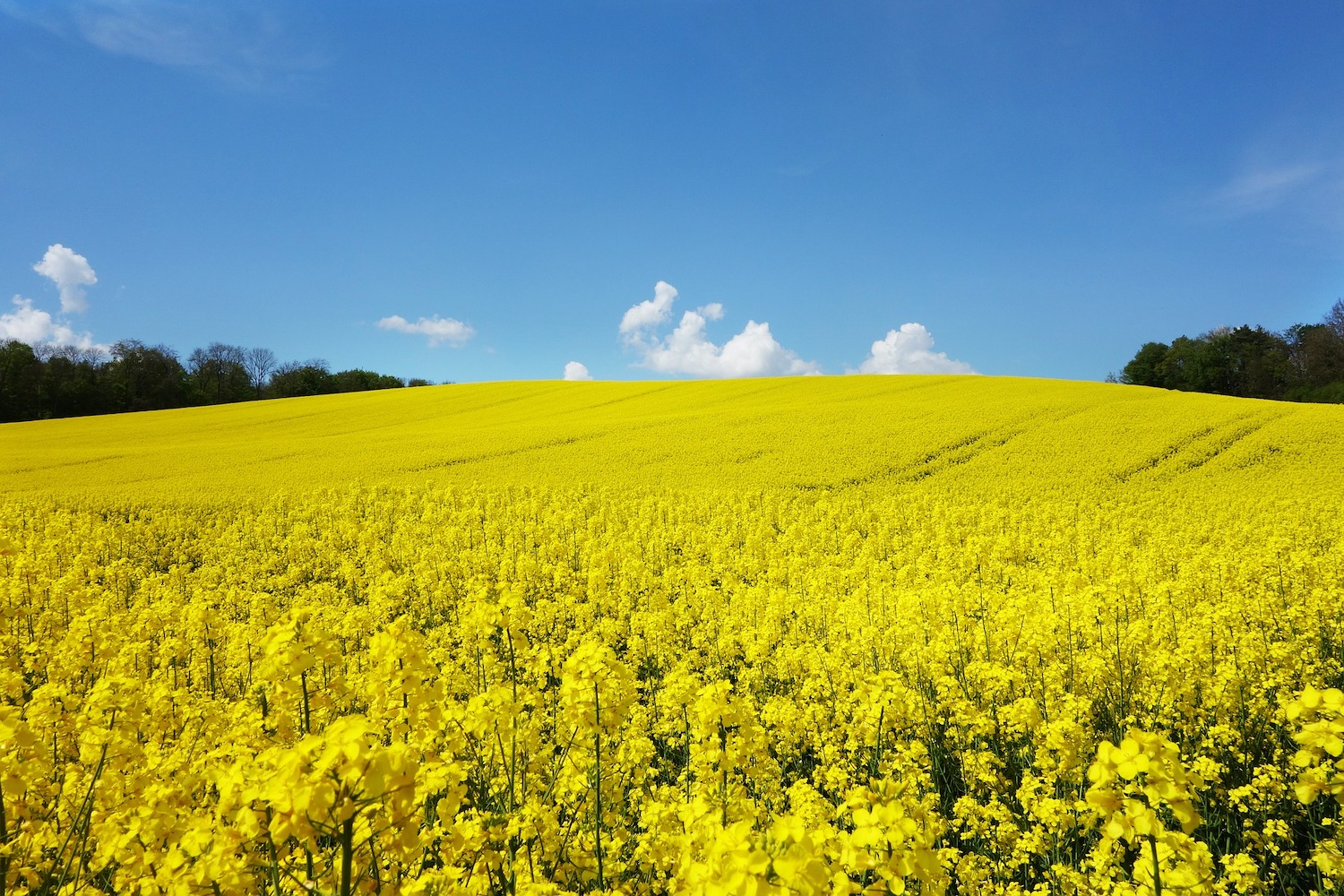 Weather “much more important than CSFB in OSR performance” - Farmers Guide