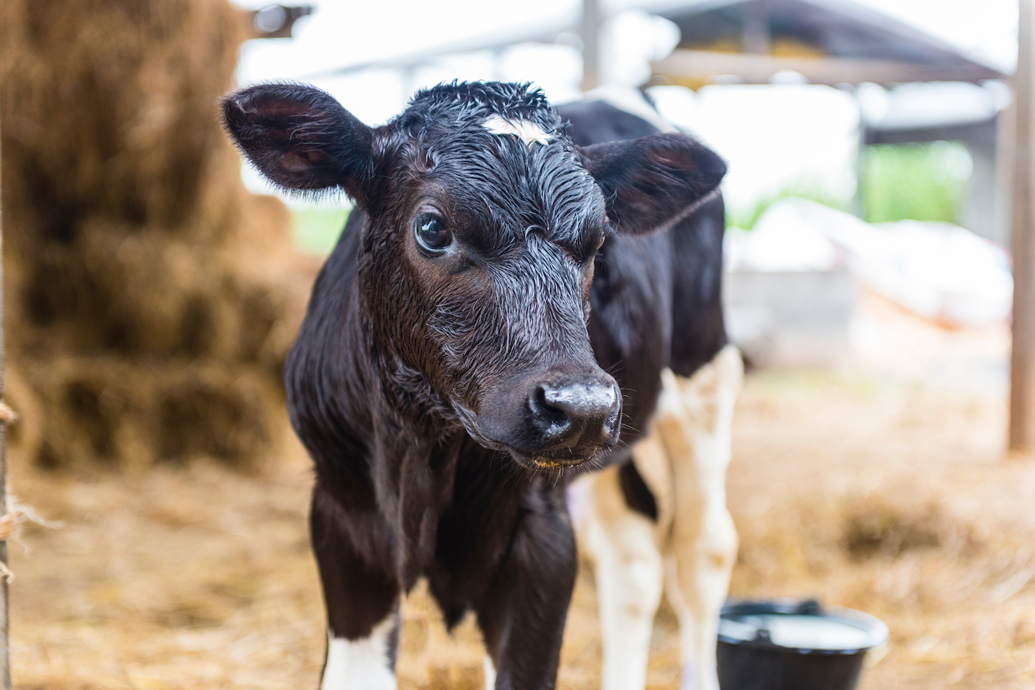 Calving: How to maximise your profitability - Farmers Guide