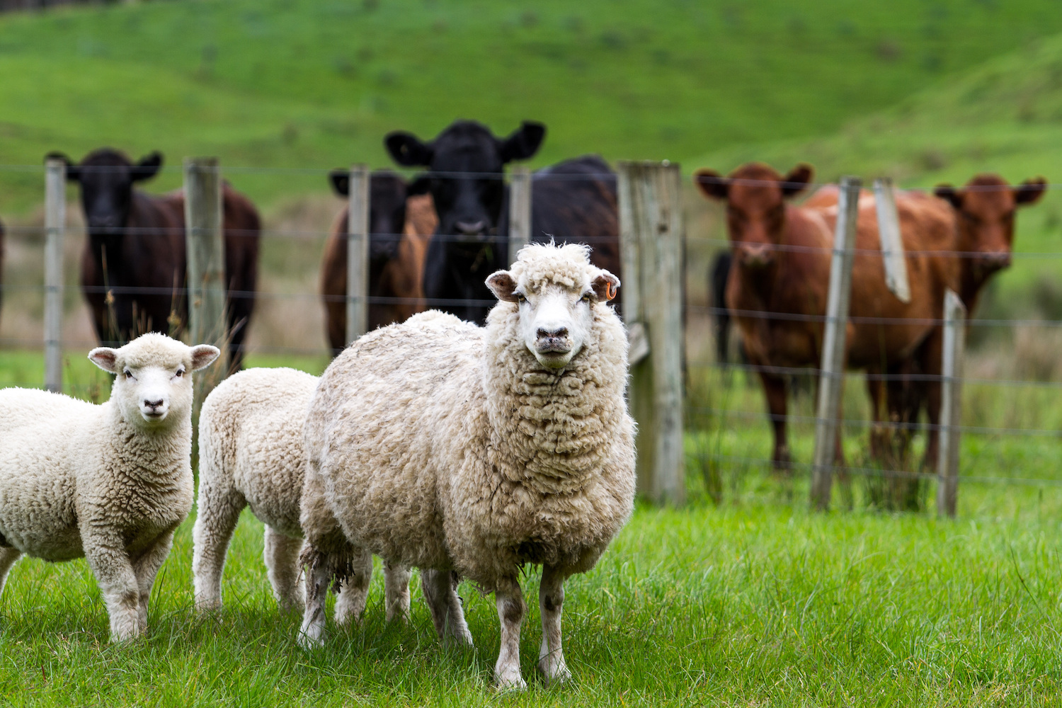 New Report Highlights Key To Success For Scottish Livestock Farmers 