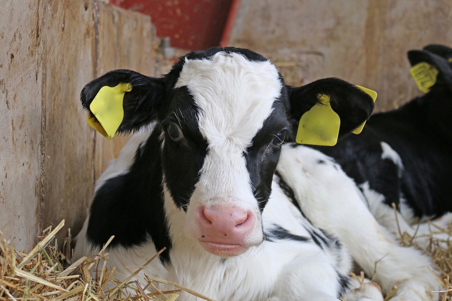 Changing cleaning practices could boost calf health – study - Farmers Guide