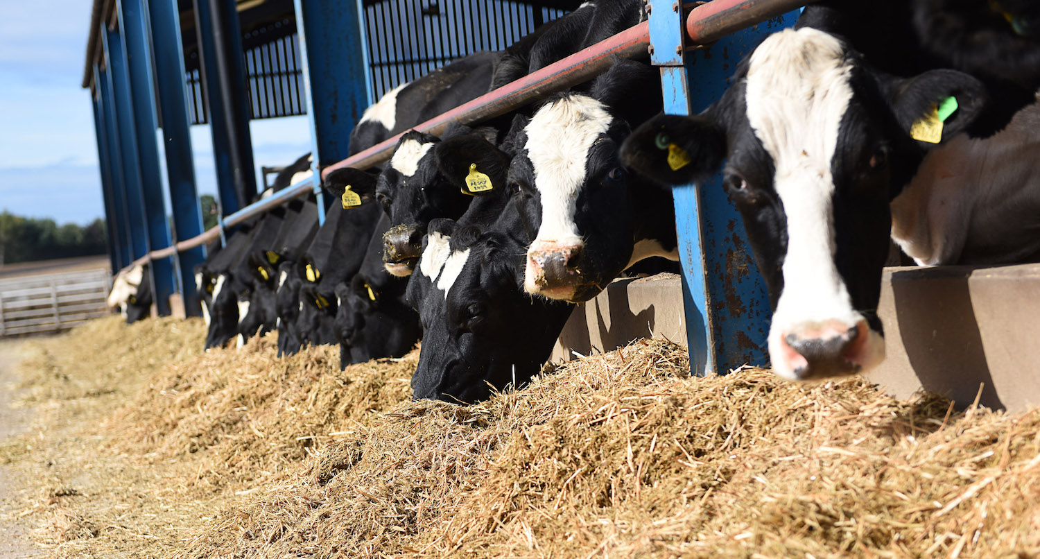 Keep cows cool this summer - Farmers Guide