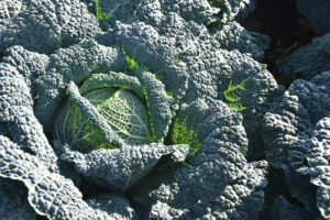 Close up of green cabbage