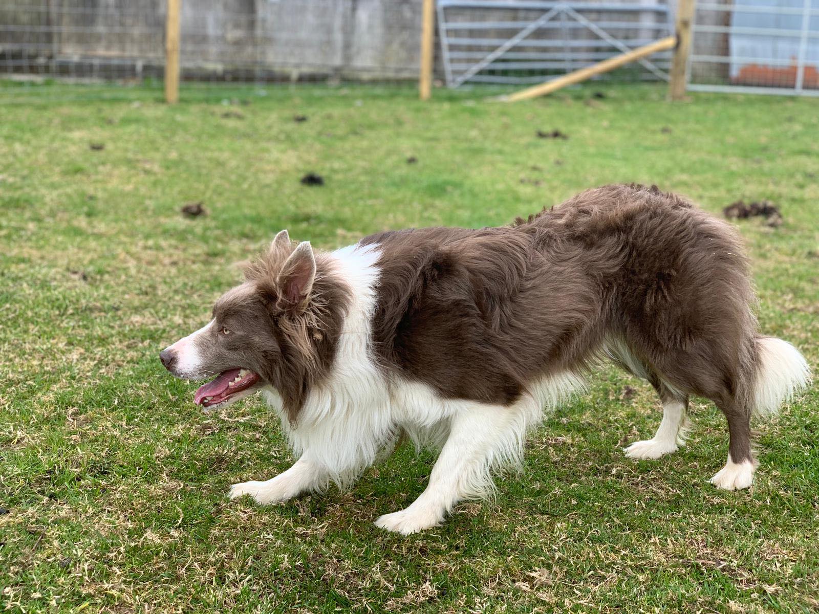 Chocolate and white border collie in a field.