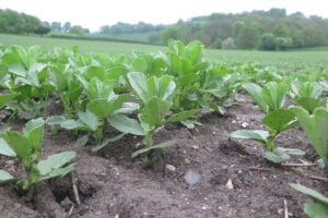 Early growth stage of beans in a field. 