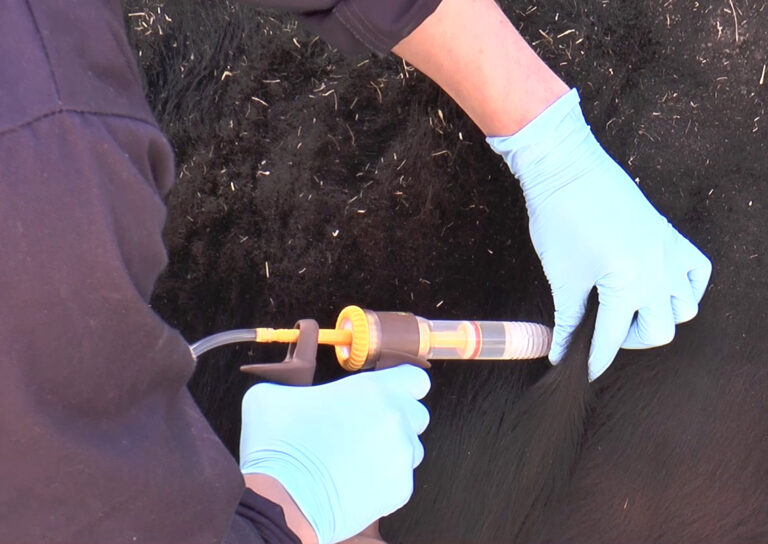 » Campaign offers cattle farmers extra support on parasite control