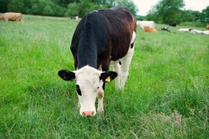 A brown and white dairy cow eating grass in a field