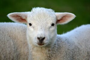 Close-up of lamb in field