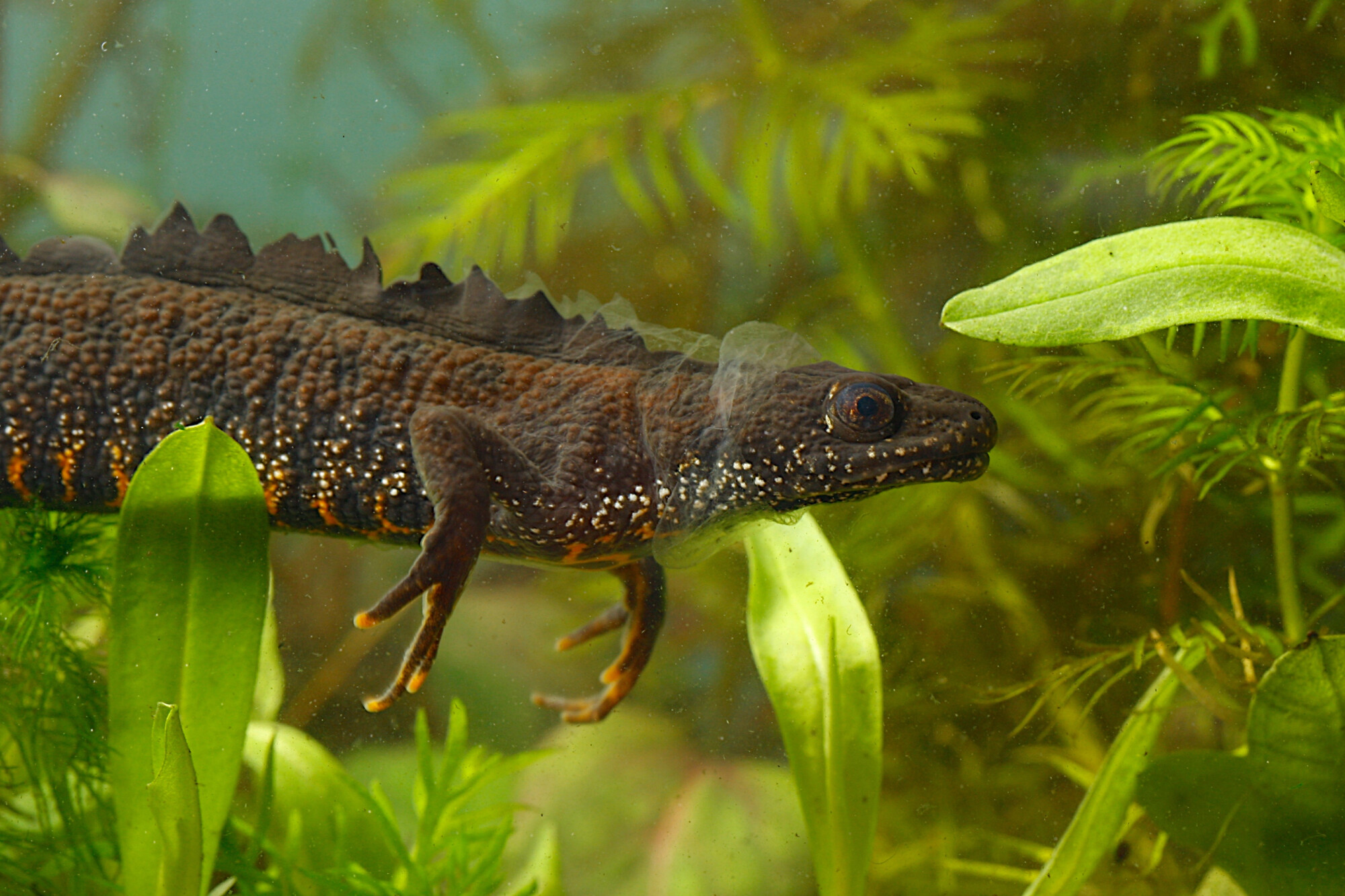 Farmers and landowners sought to help create ponds, and protect great ...