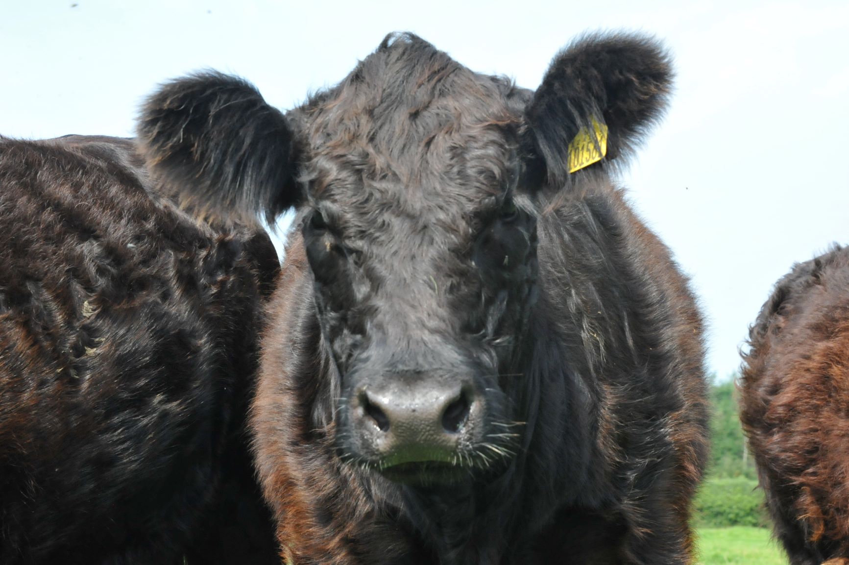 Dexter rare breed cows