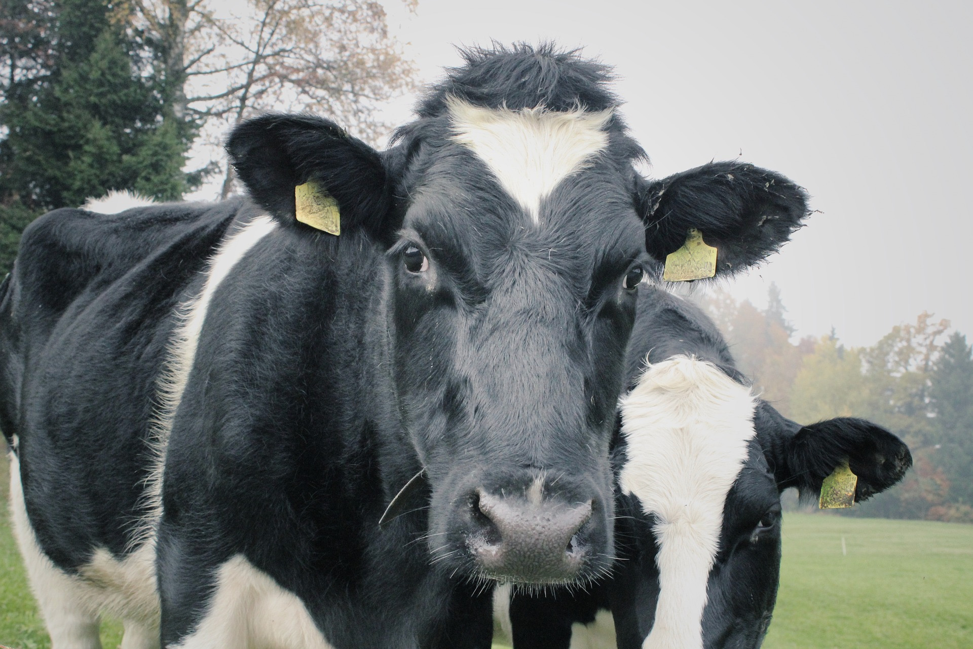 two black and white cows in a field