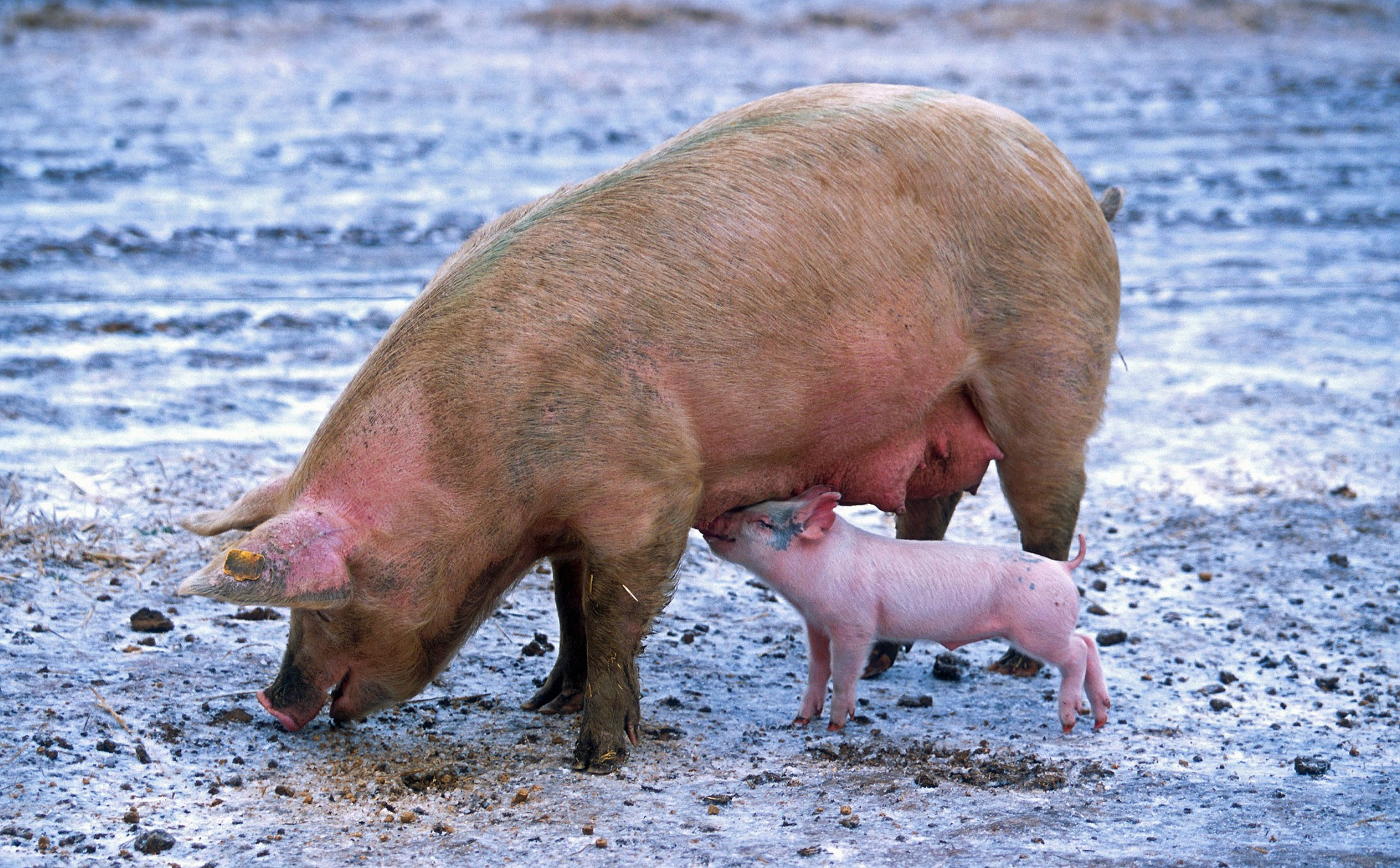 sow outside with nursing piglet