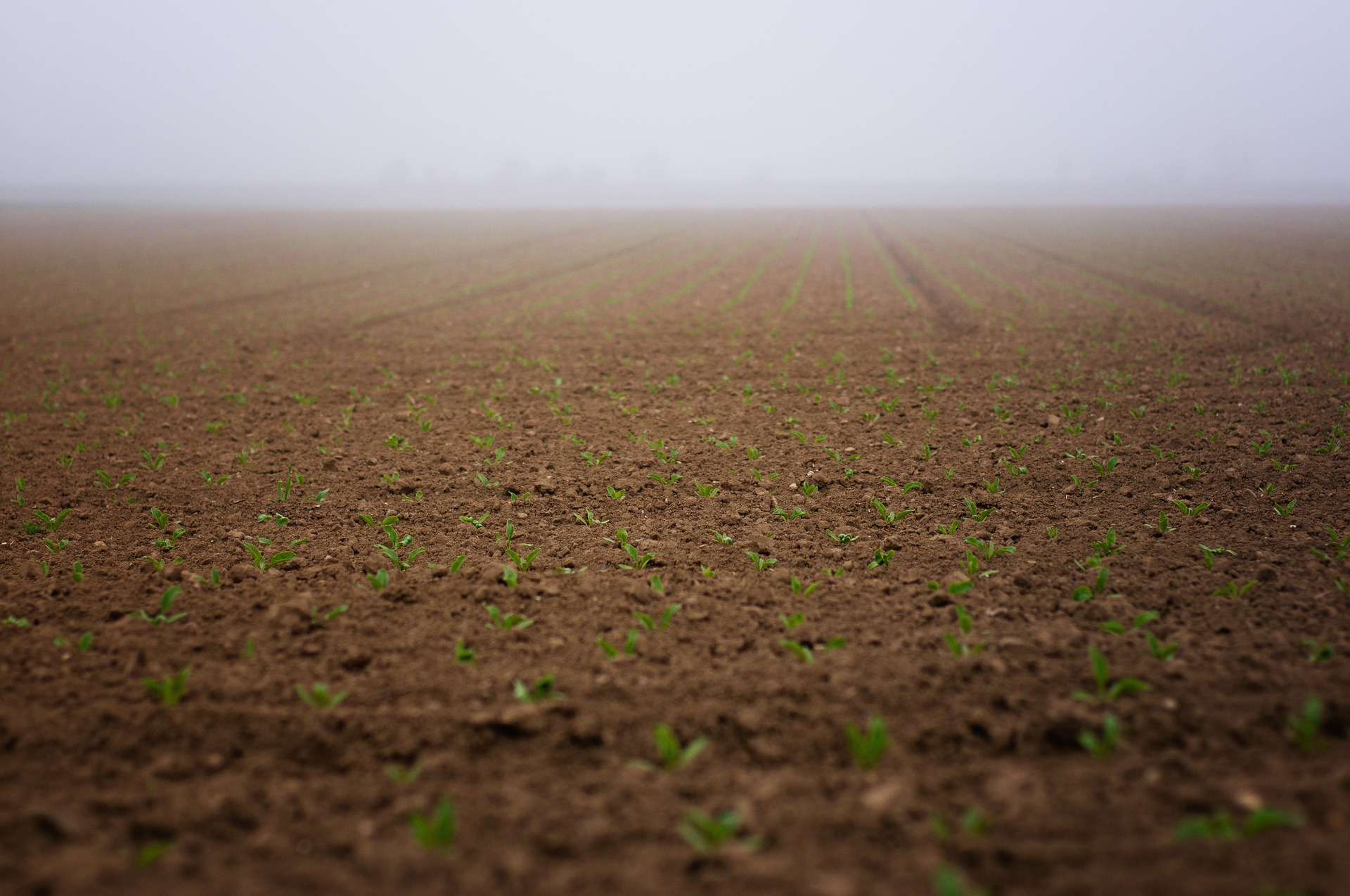 sugar beet seedlings