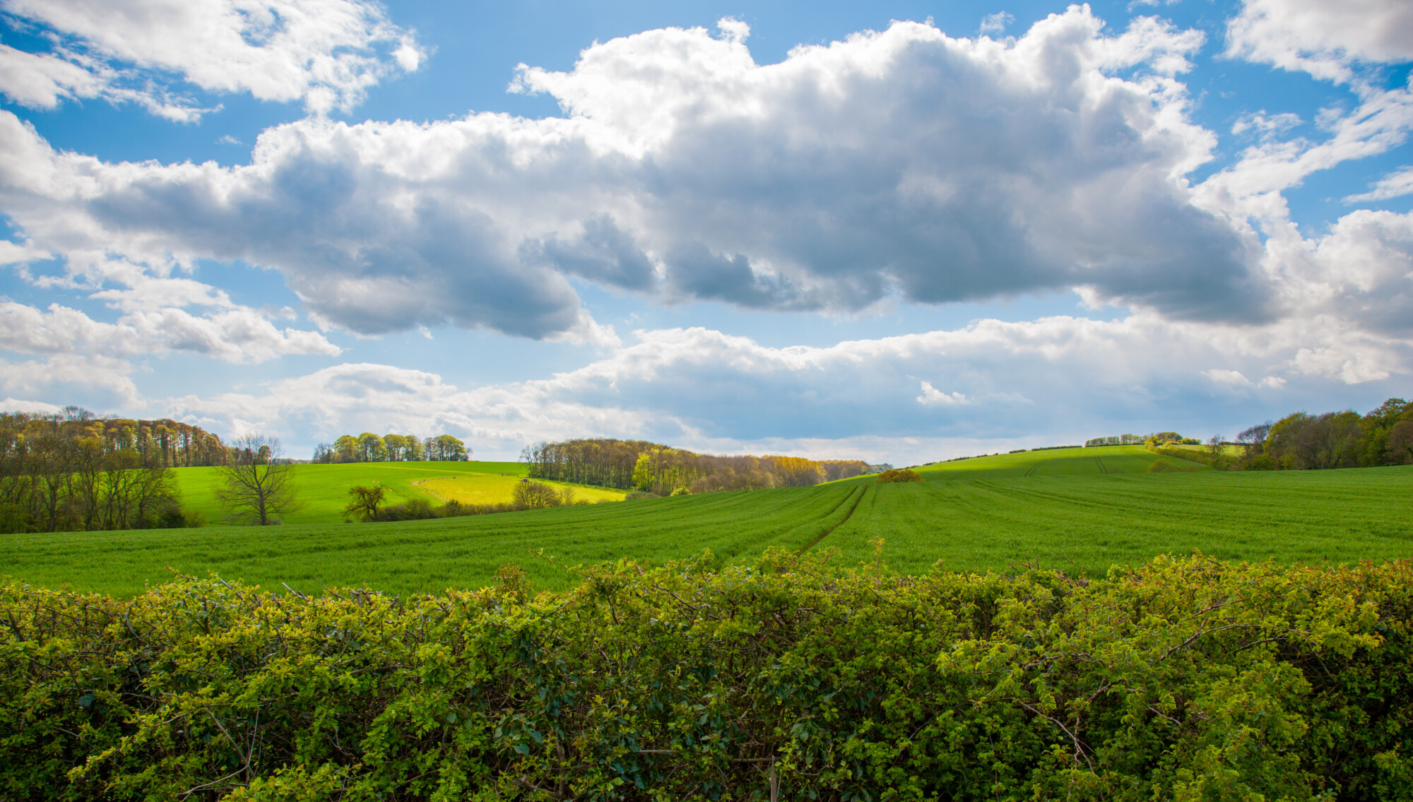 View of hedgerows and fields