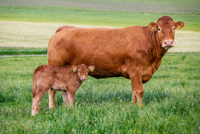 £1.85m of cattle traded on Breedr in just four months - Farmers Guide