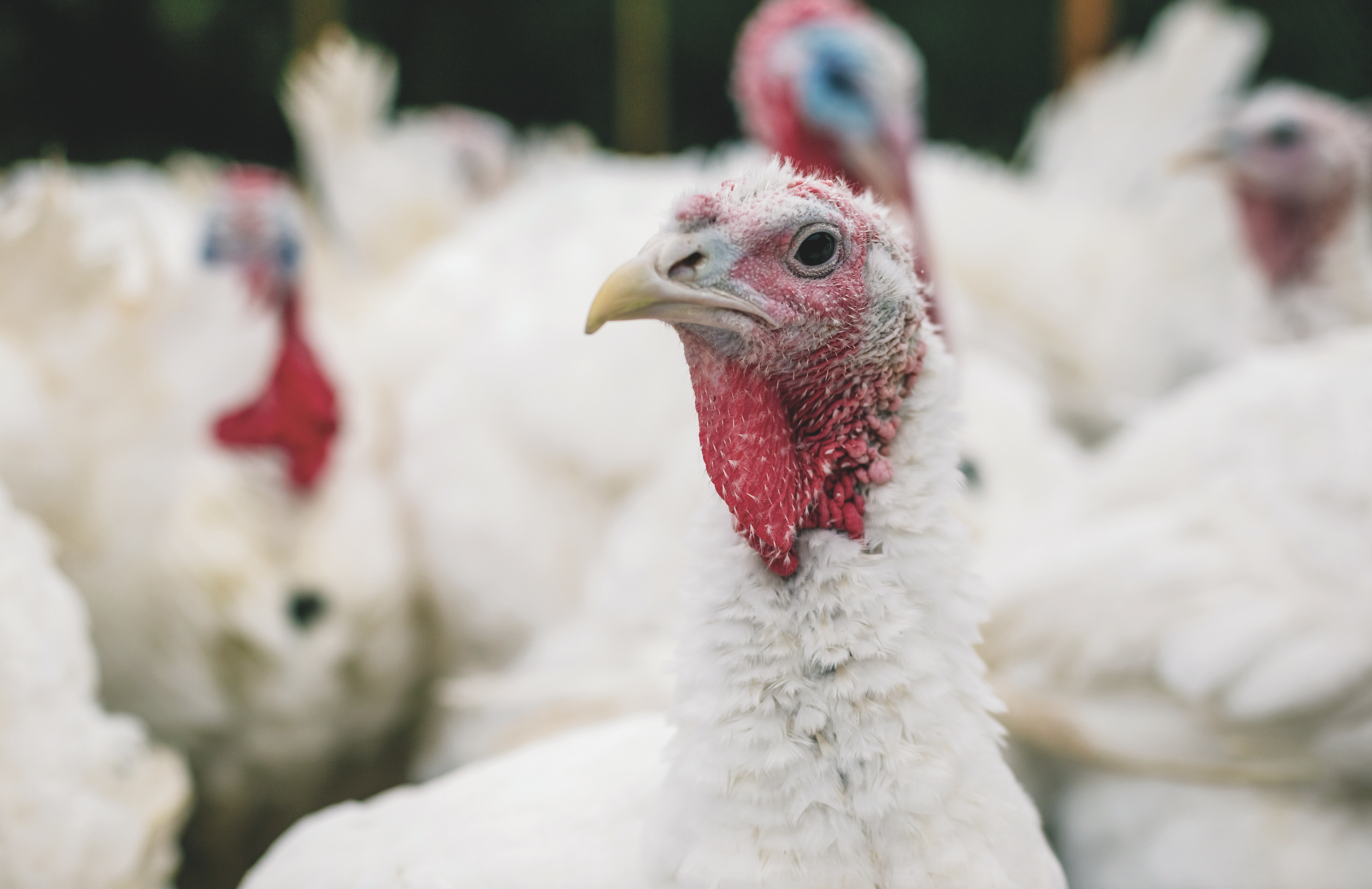 Prepare now for the avian influenza risk period