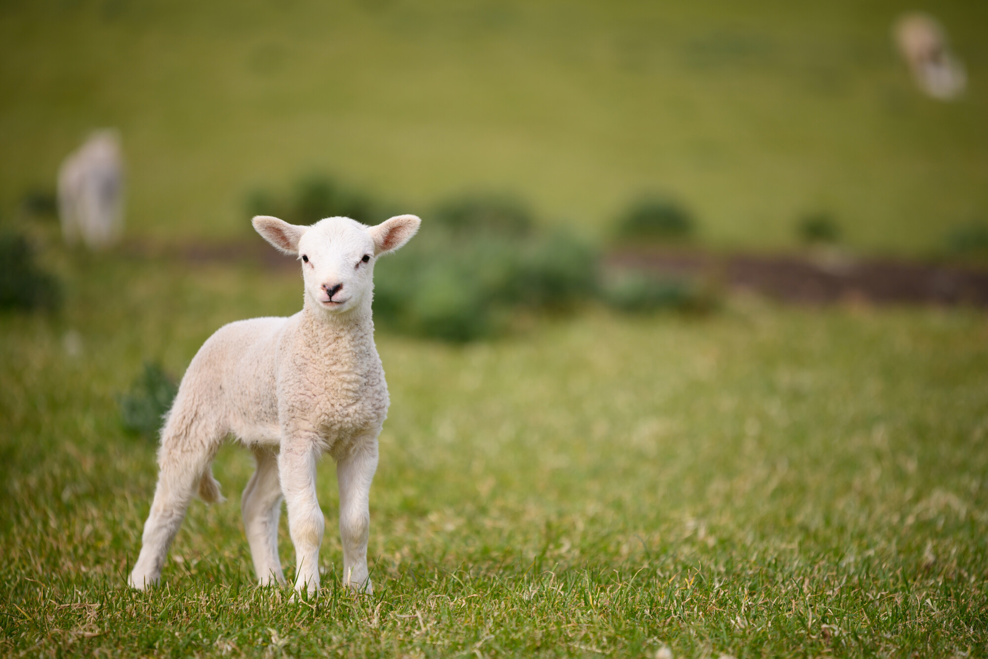 Digestibility of milk replacers key to successful lamb rearing ...