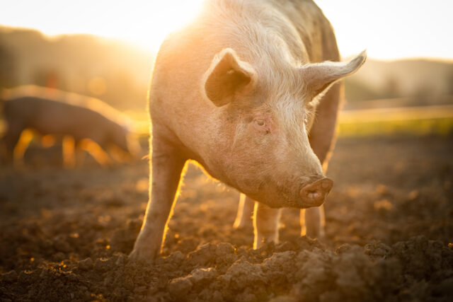 Swine vesicular disease and foot-and-mouth ruled out on Norfolk farm ...