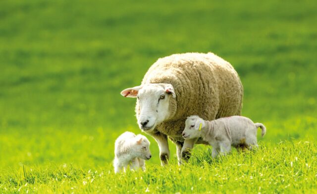 Spotlight on: Ovine Johne’s disease - Farmers Guide