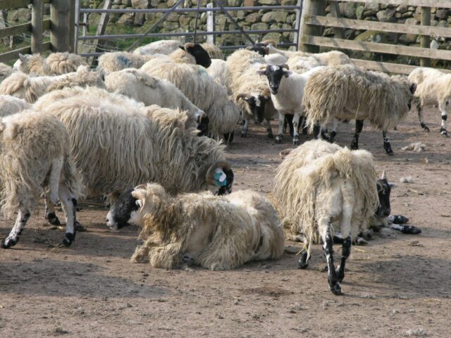 Testing for sheep scab could prevent unnecessary treatment costs ...