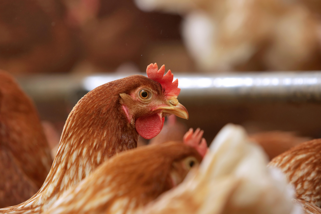 Poultry farmers reminded to be mindful of red mite during housing order ...