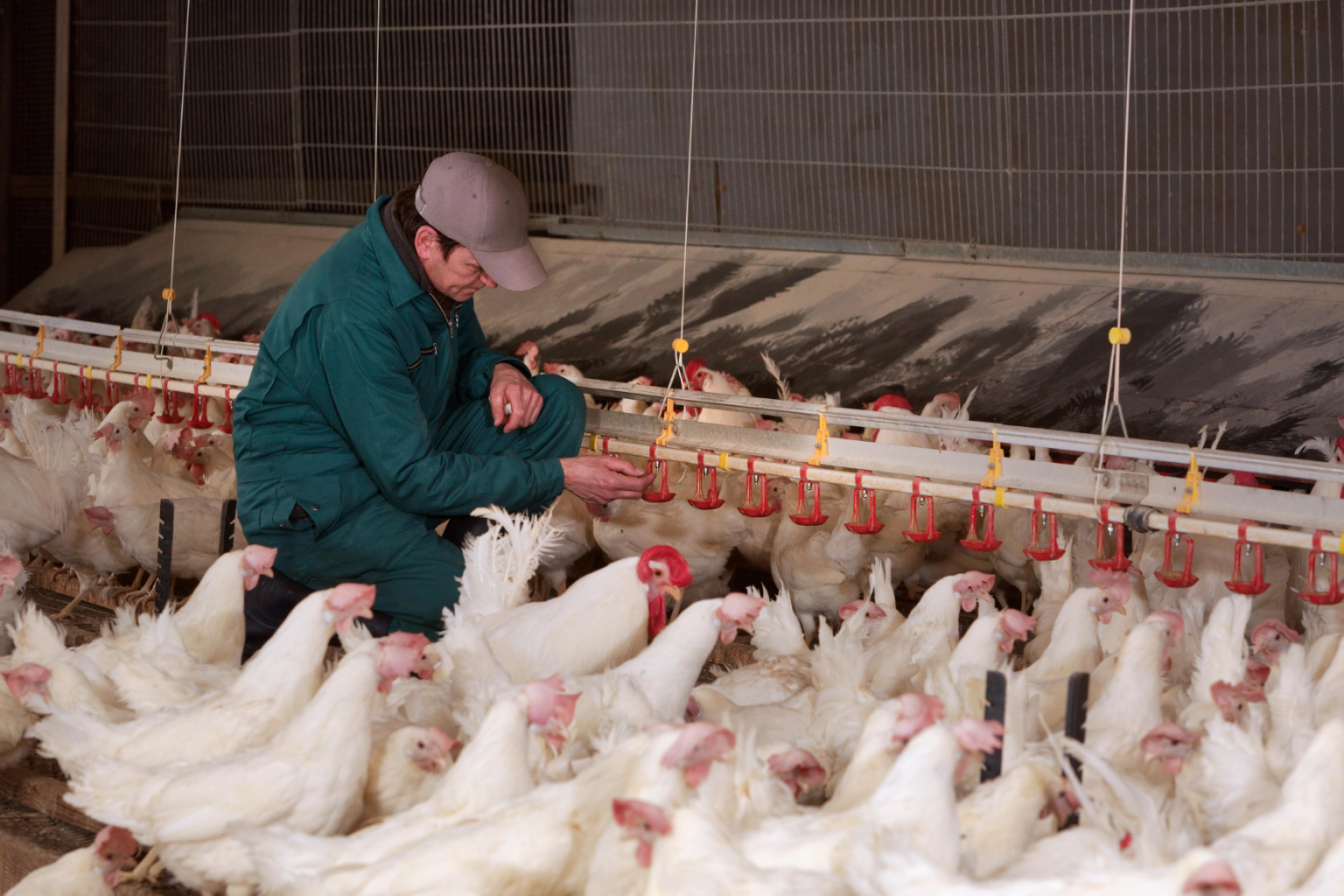 Innovative poultry vaccination technology developed to aid onfarm