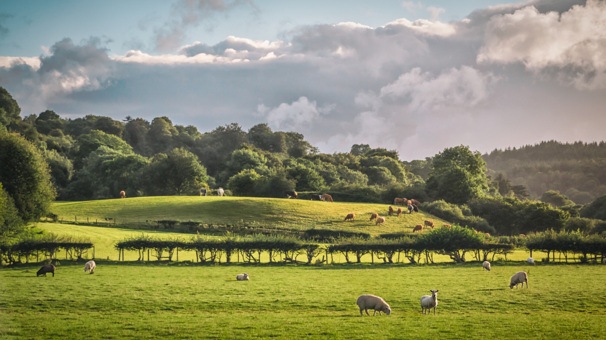 Basic Payment Scheme Announced In Wales For 2023 And 2024 Farmers Guide   Shutterstock 715955170 