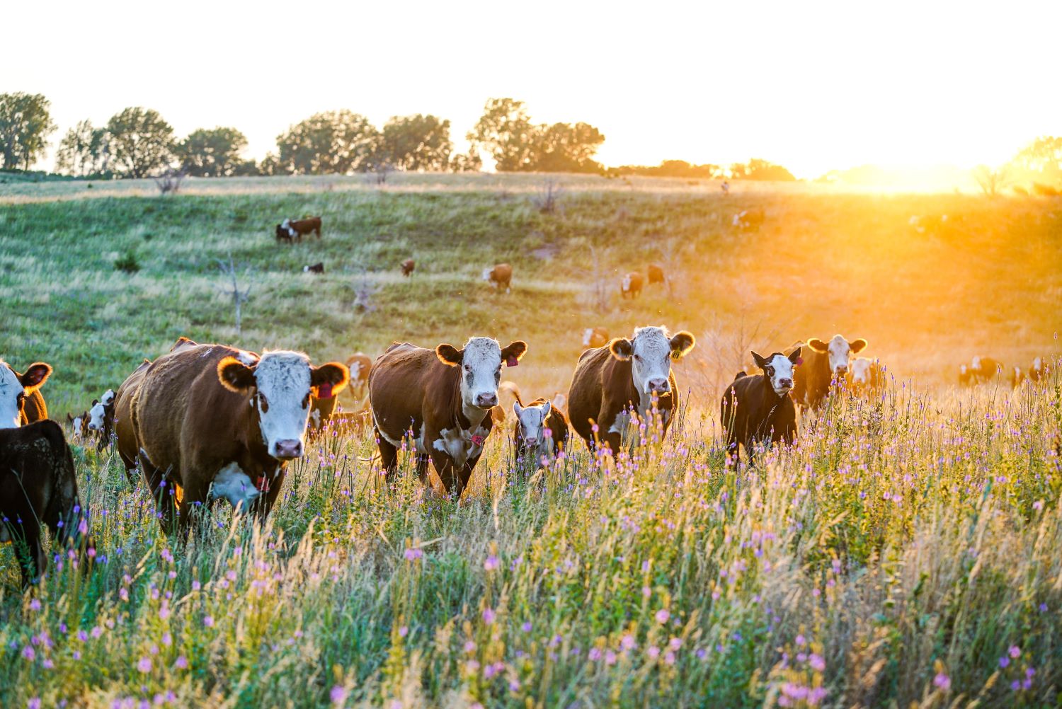 Grazing cattle on a diverse forage crop could benefit soil health