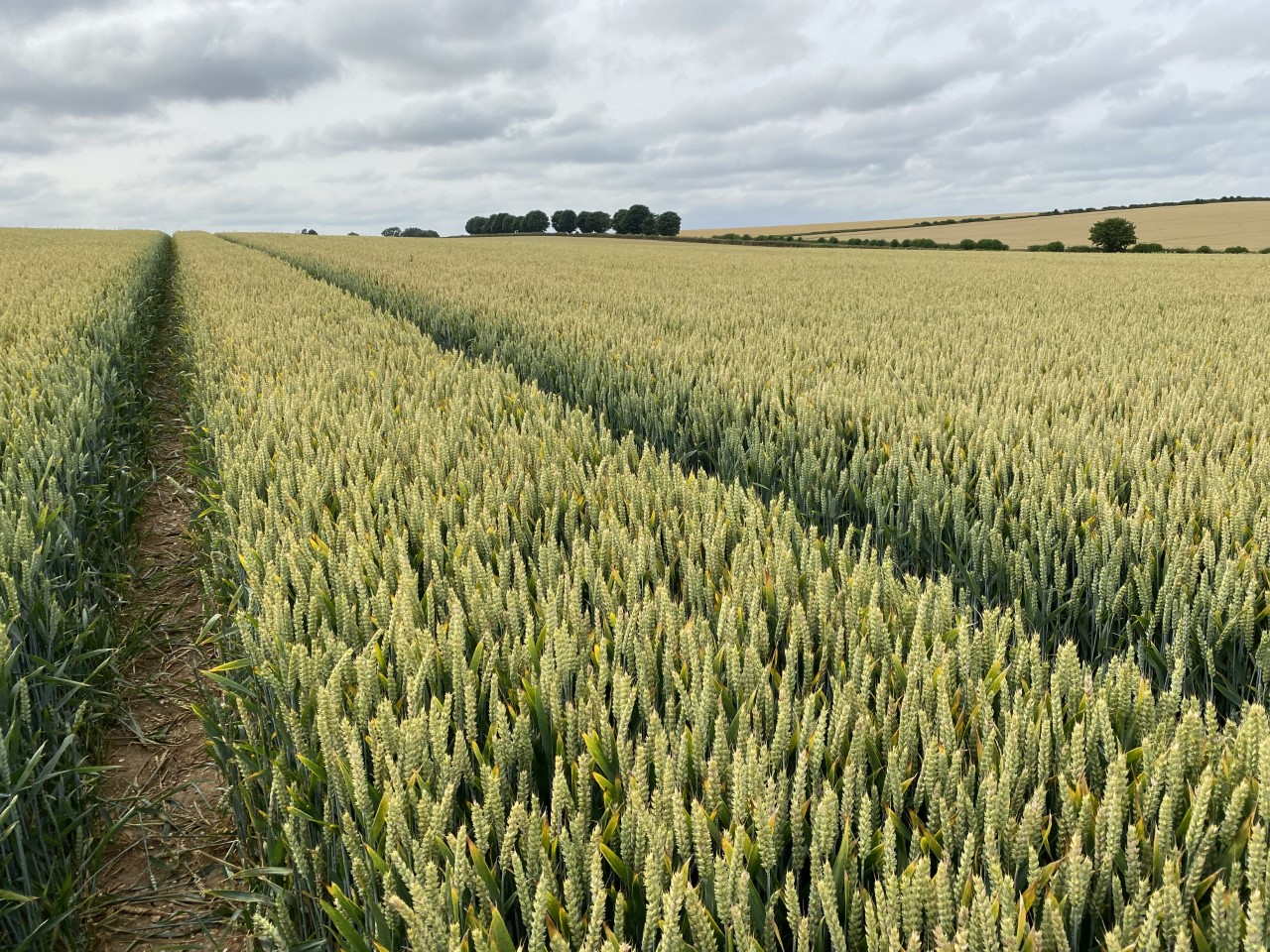 lincolnshire-farmer-sets-new-world-record-for-wheat-yield-with-17-96t