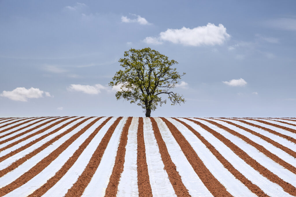 A tree in the centre of a farmer's field covered in plastic sheeting to protect the young crop. Condensation formed under the sheet creating a white and brown striped effect. 