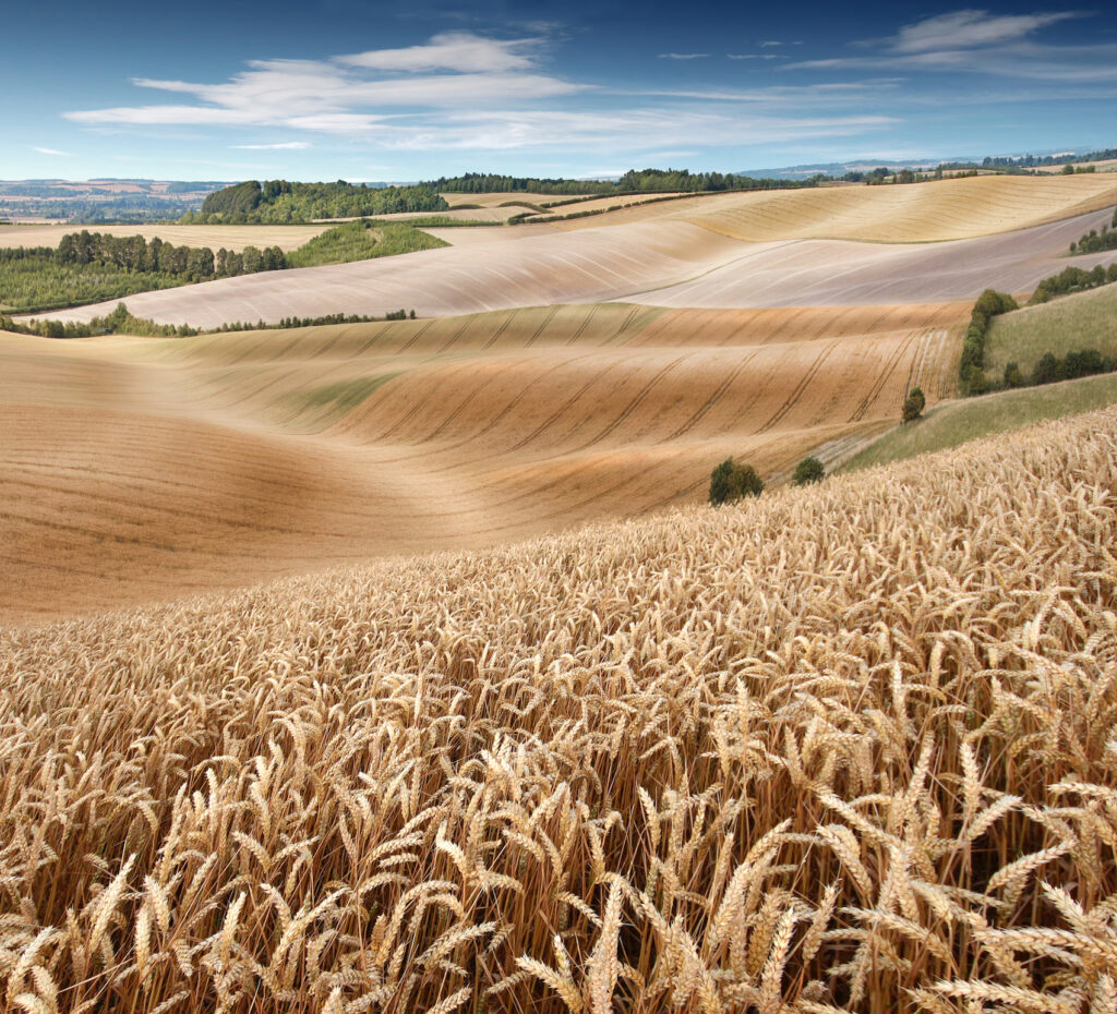 Wheat fields in Hertfordshire, pre-harvest in July.