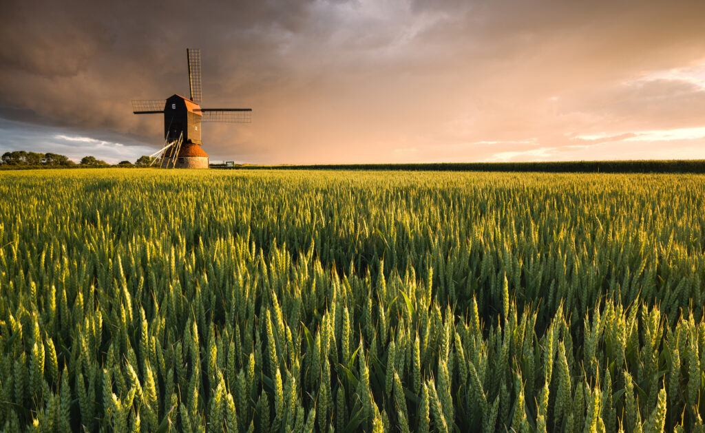 Stevington Windmill set against a sunset with a wheat field at the foreground.