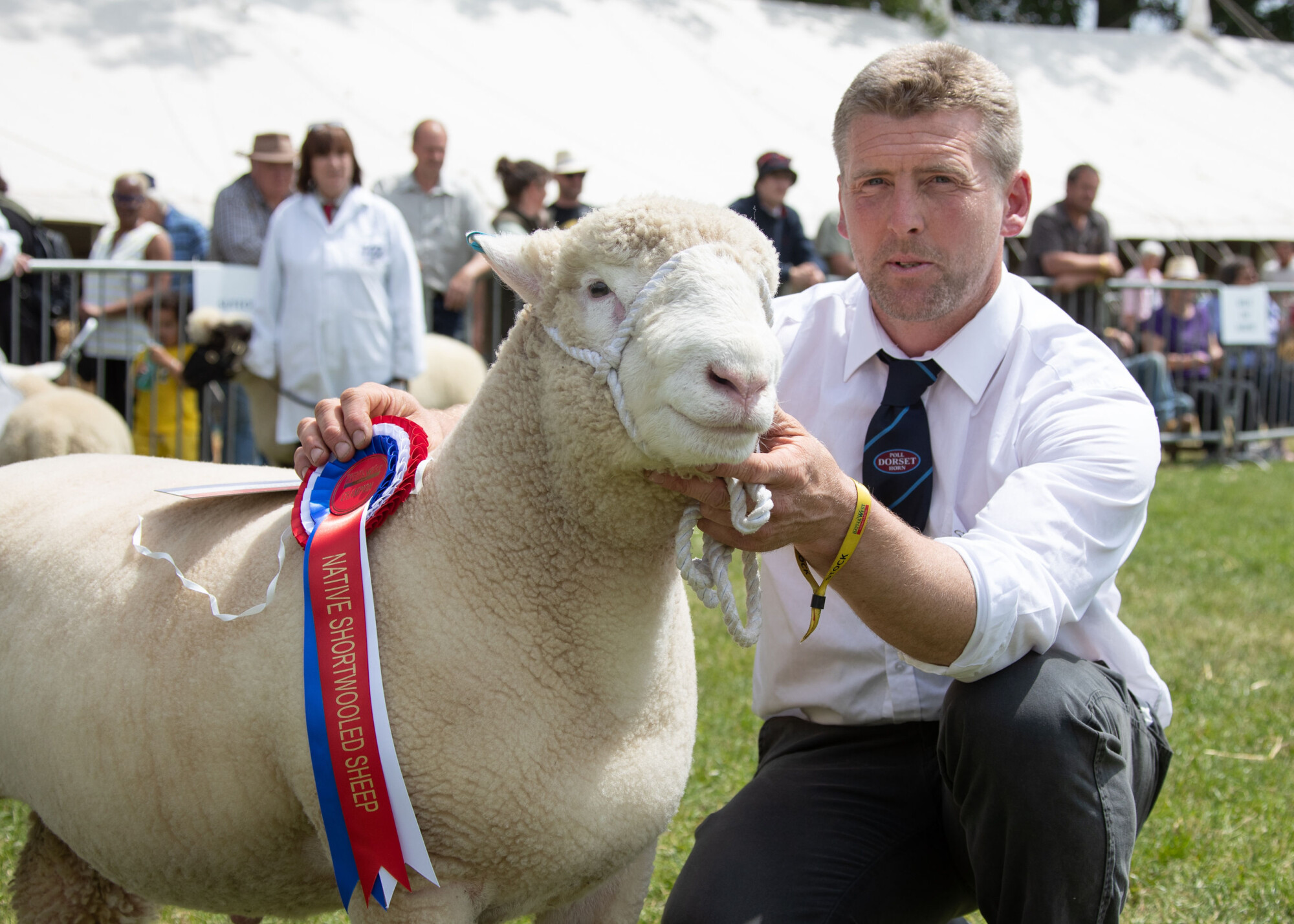 Dorset Horn and Poll Sheep Association’s National Show returns for 2023 ...