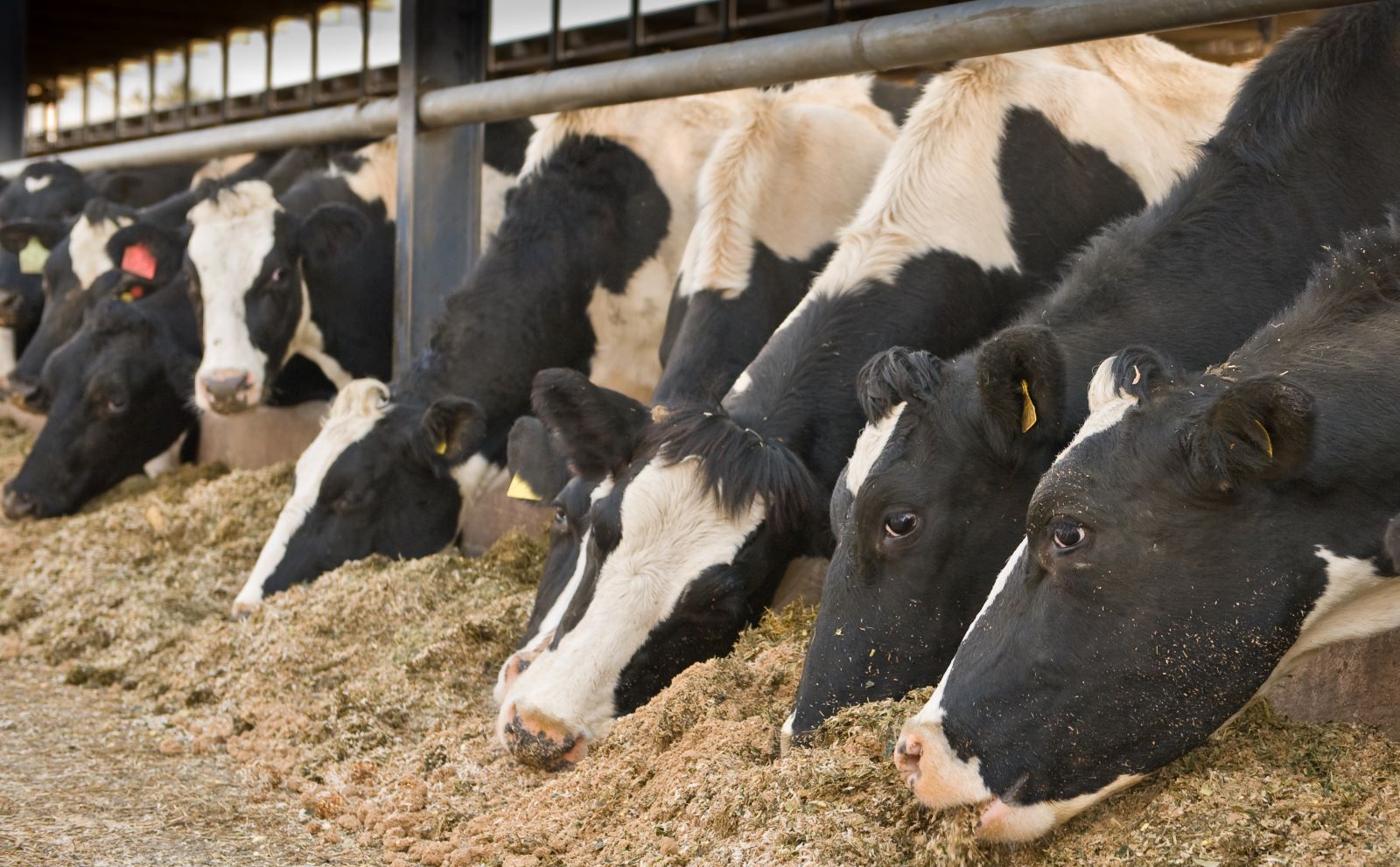 New campaign launched to help farmers boost milk from forage - Farmers ...