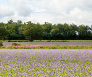 everything you need to know about cover crops