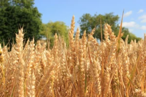 Limagrain variety open day Suffolk