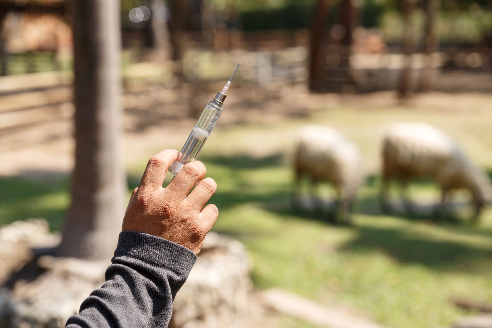 research important vaccinations used in the livestock industry