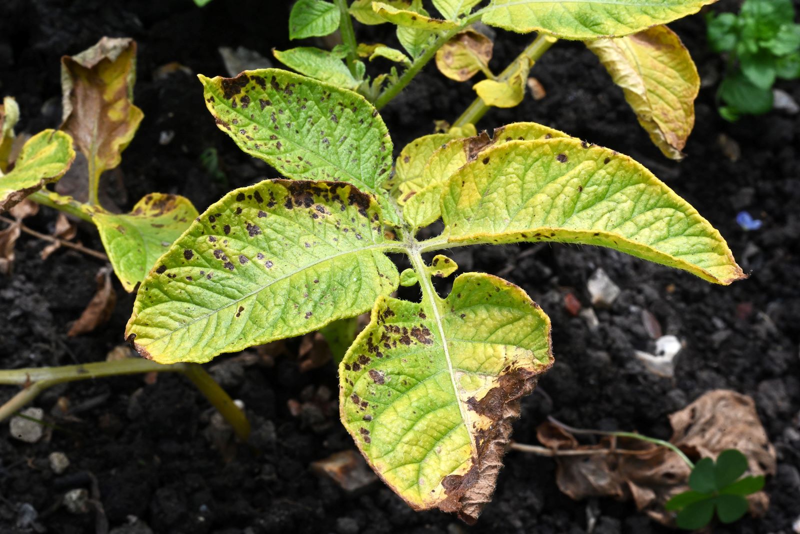 Growers Advised To Mitigate Rising Alternaria Risk In Potatoes