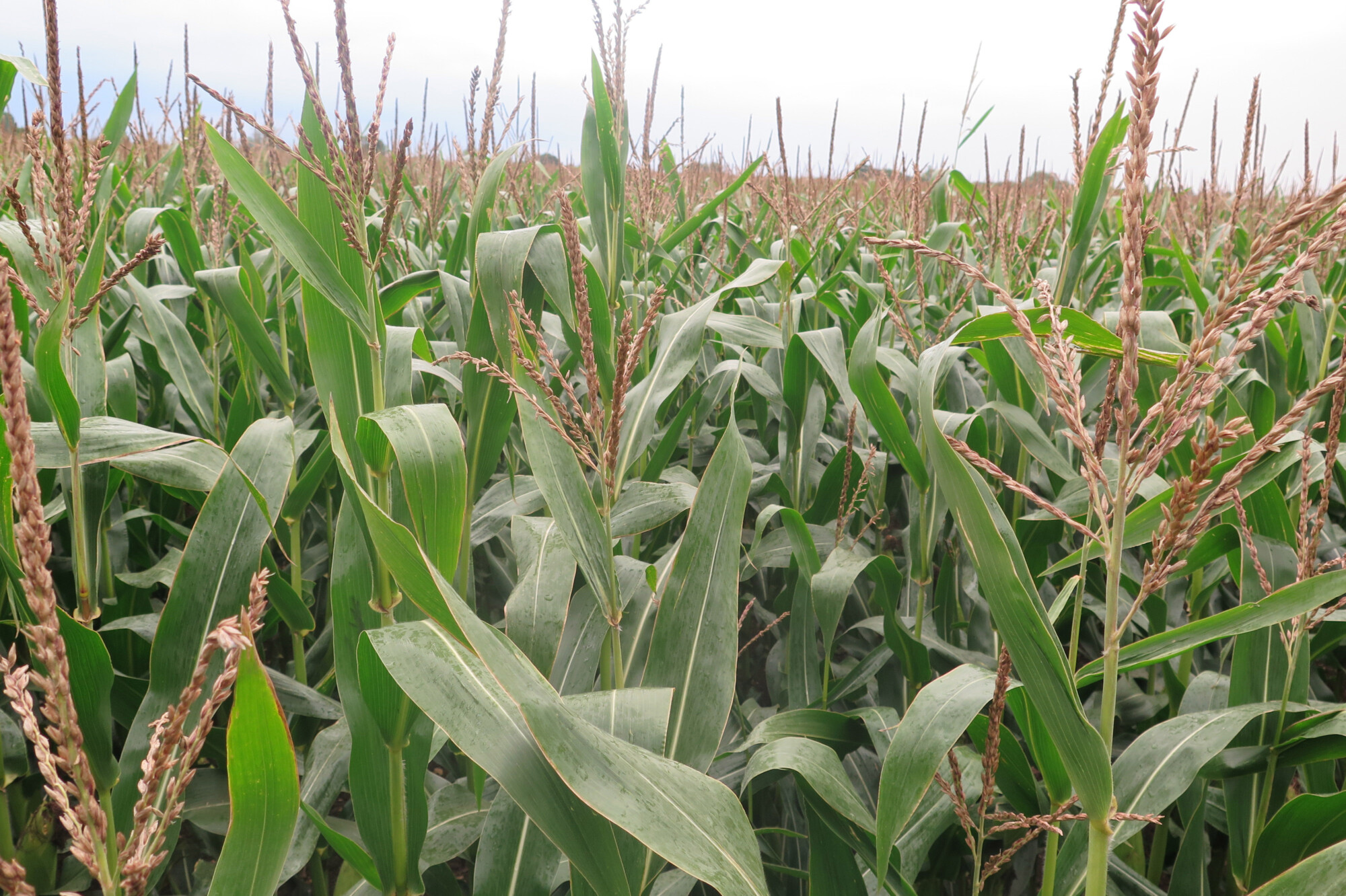 Stress relief in flowering maize to boost cob size and yield - Farmers ...