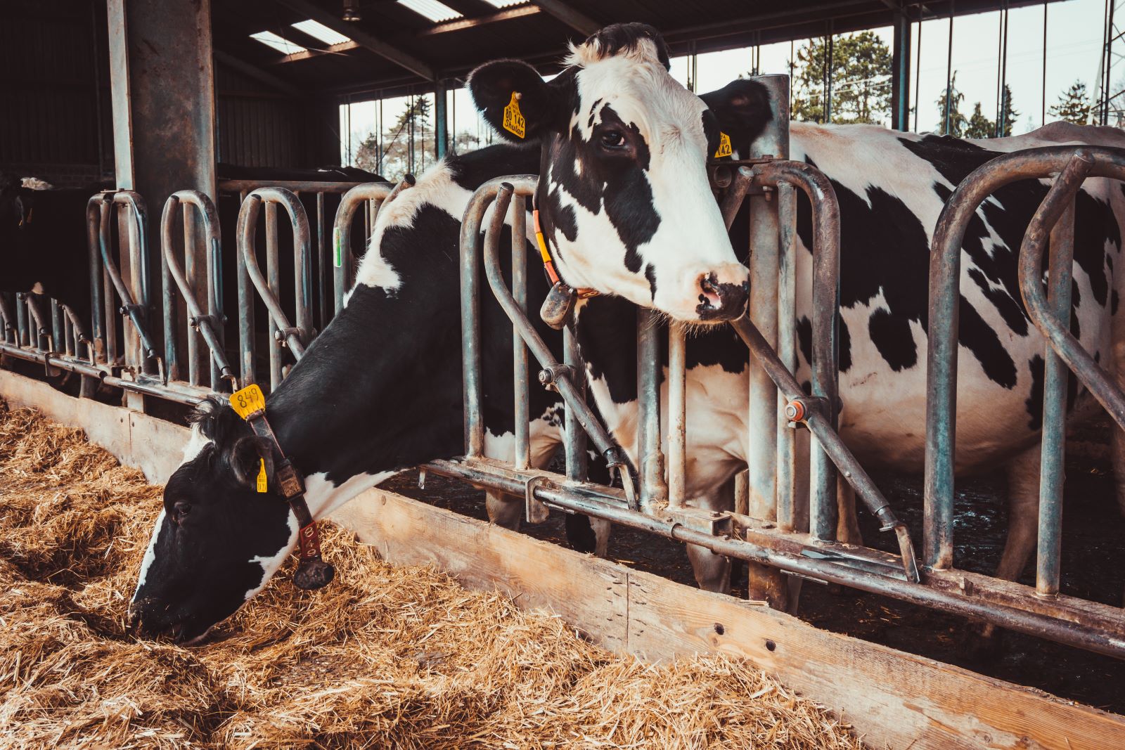 Dairy farmers urged to focus on bottom line while embracing new ...