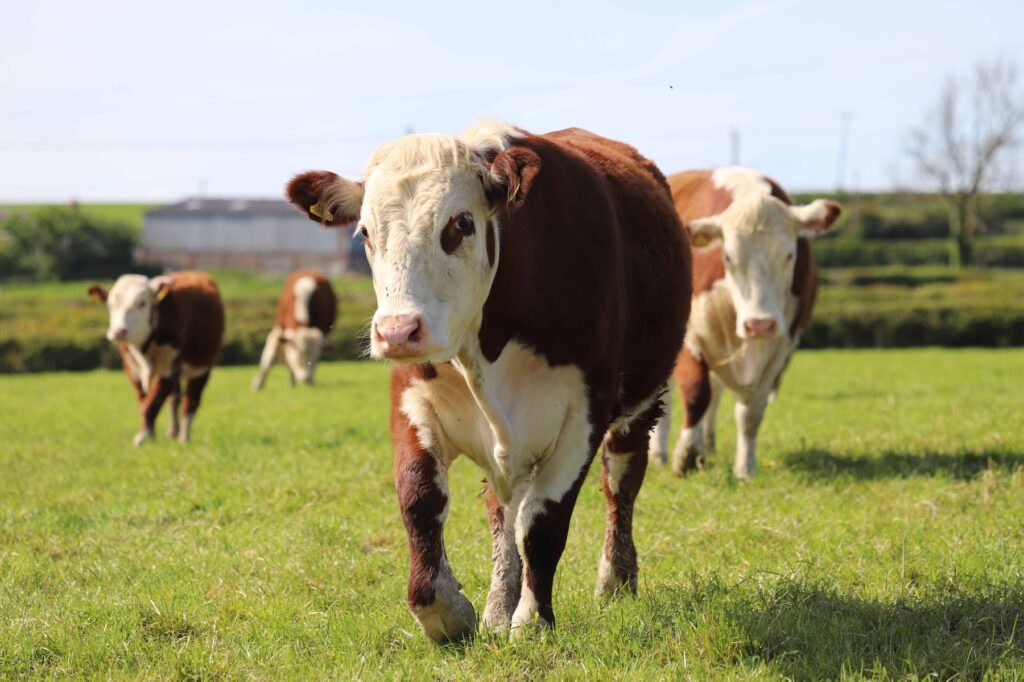 herd of Hereford cattle in a field