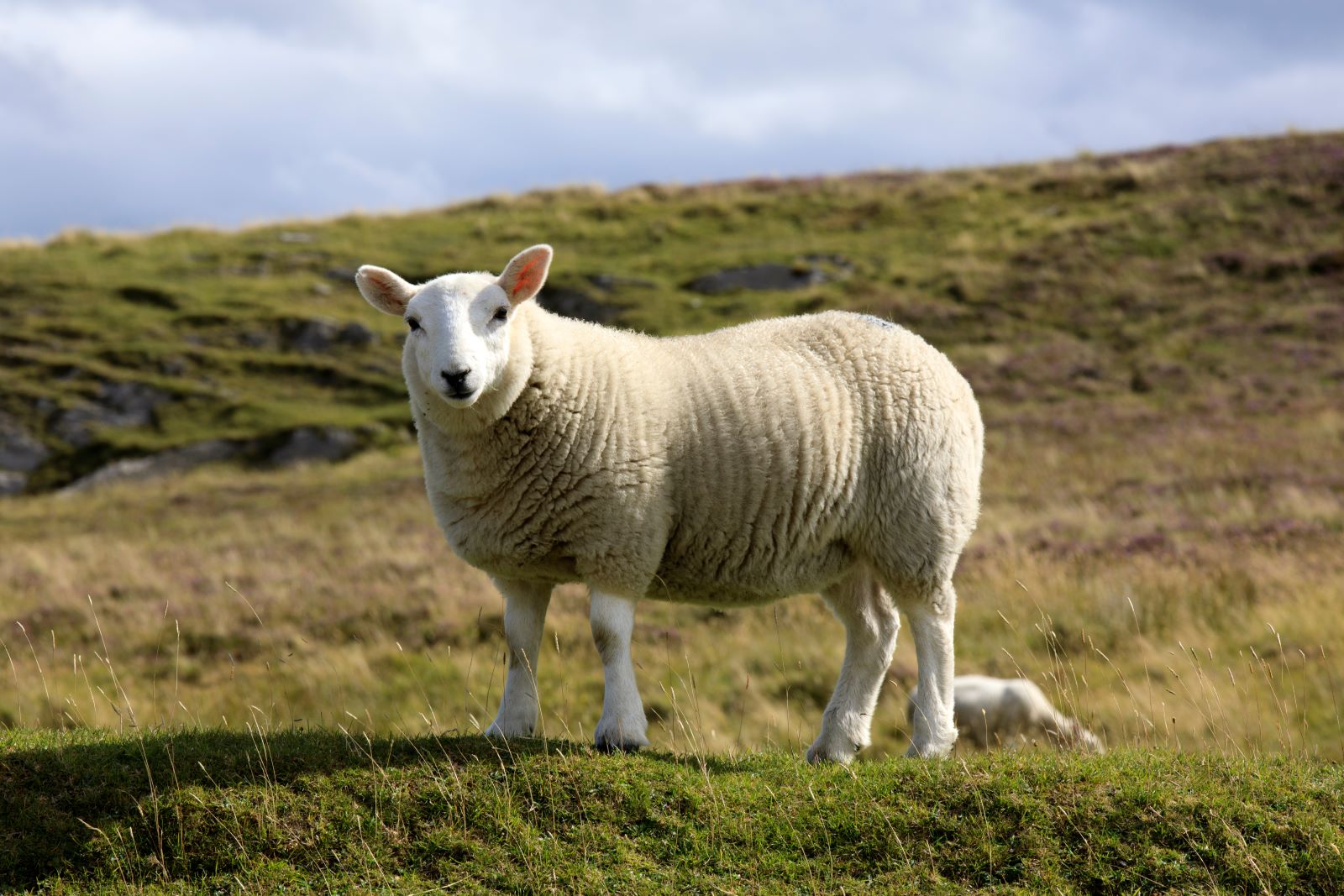 Free AHDB event to help farmers make better stock decisions - Farmers Guide