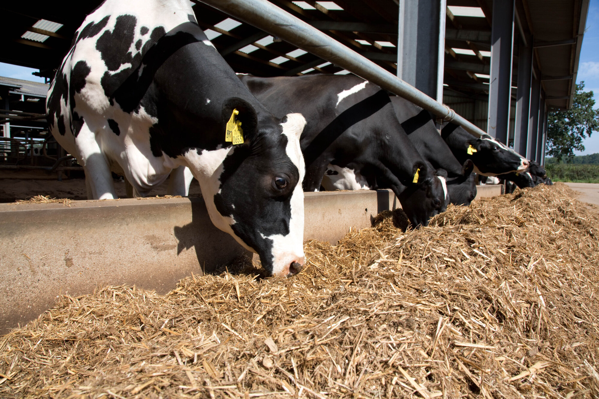 Plan for balanced winter rations now to ensure optimum milk production ...