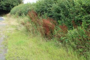 Photo of a hedgerow