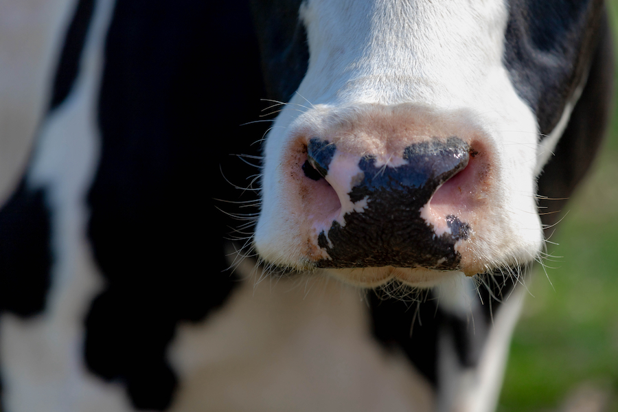 close up of a dairy cow