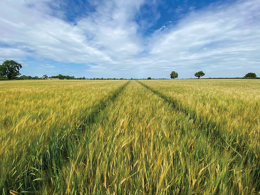 Spring barley on arable farming article