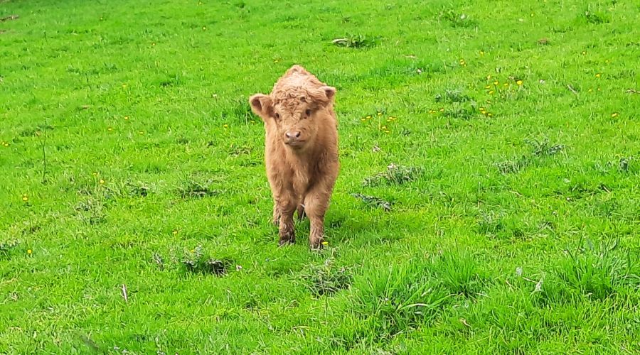North Wales Police have launched an appeal after a two-day-old Highland calf was stolen from Denbighshire farmland.