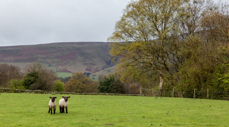 British farm with two lambs in the foreground