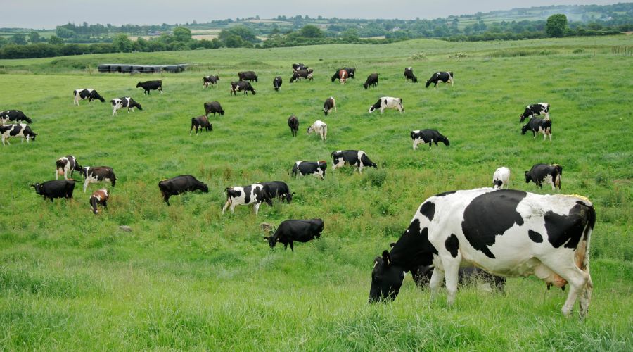 dairy cows grazing in field